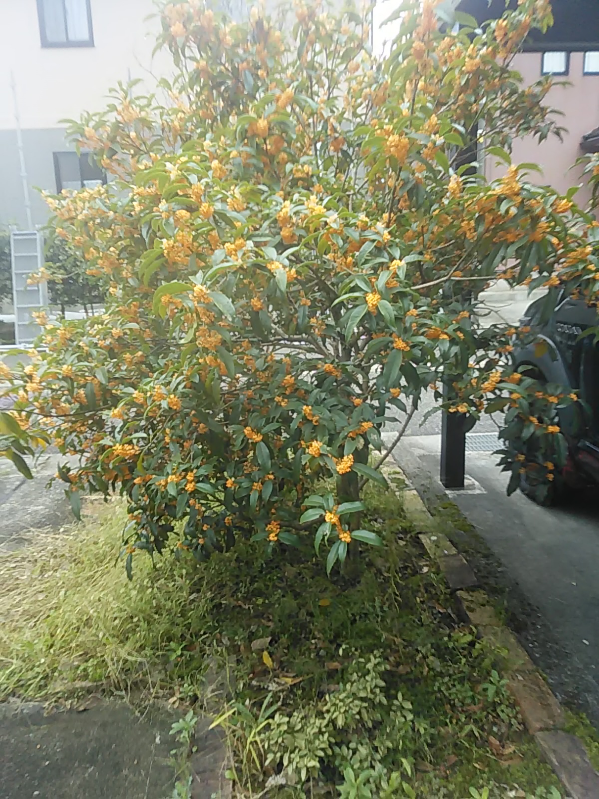 ども！クルポンです！（秋到来編）