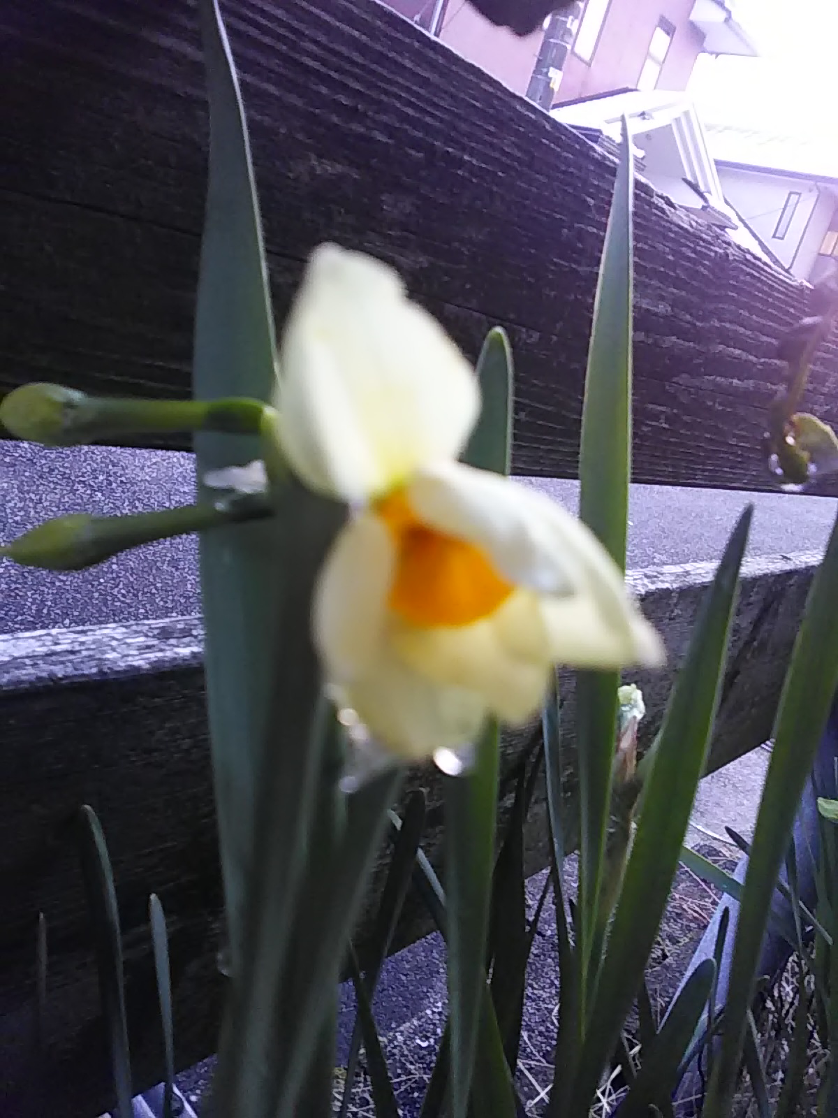 ども！クルポンです！（水仙編）