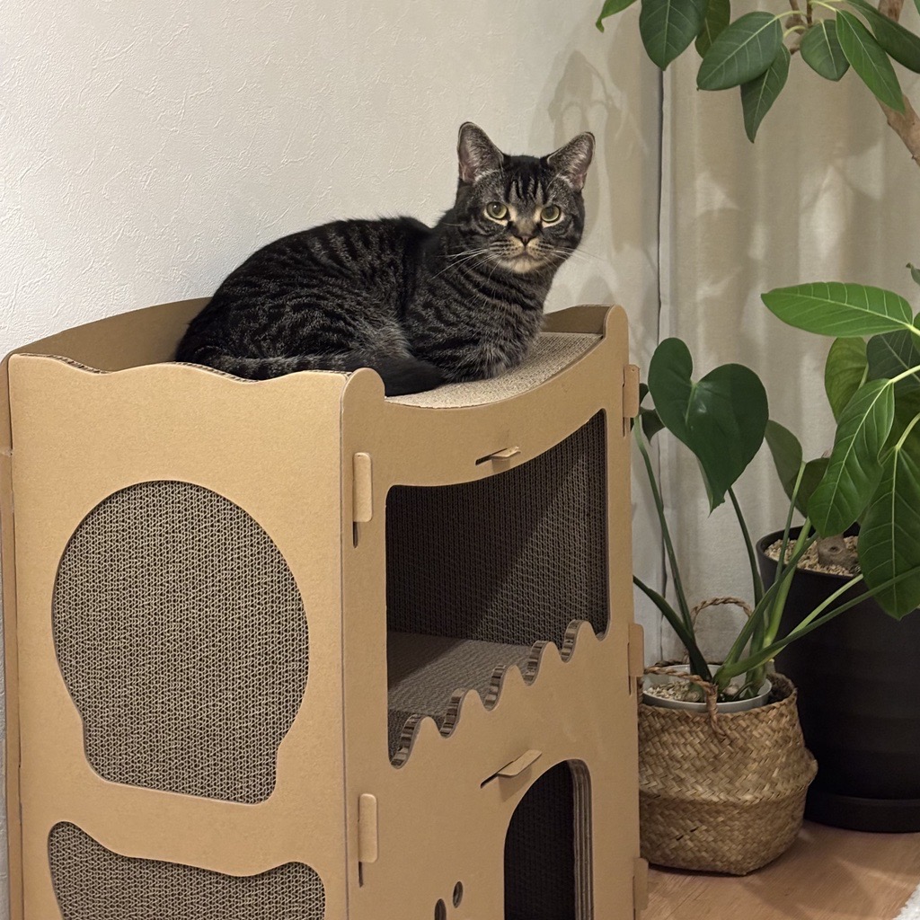 猫も満足の新居