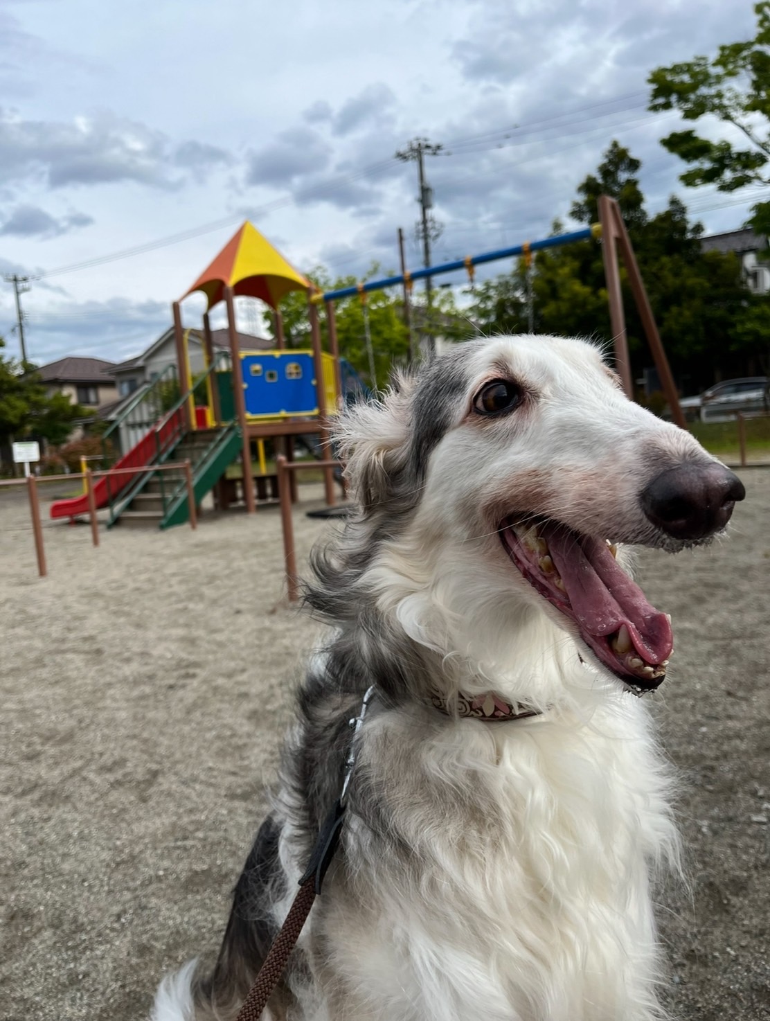 犬も花粉症になる？