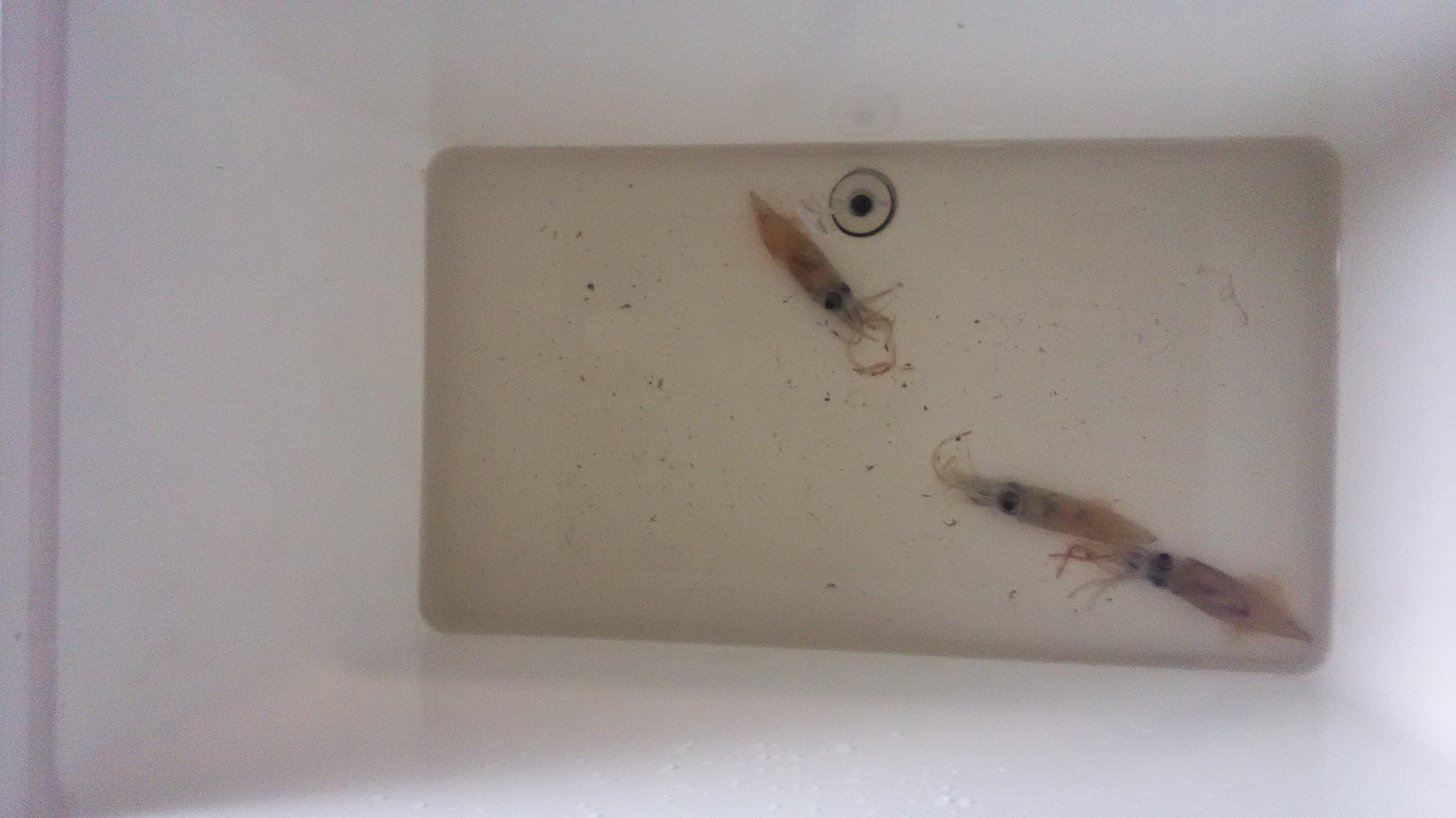 ども！クルポンです！（ホタルイカ編）