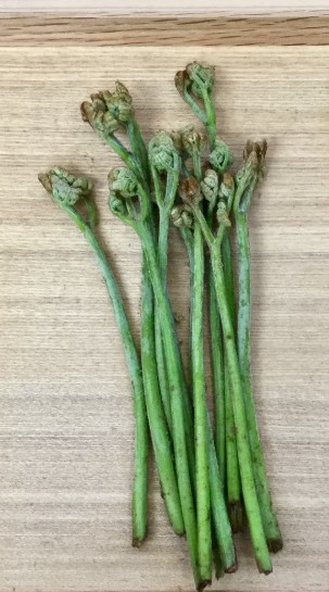 ども！くるぽんです！（わらび編）