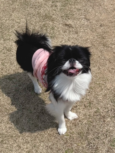 ドッグランで大はしゃぎ！