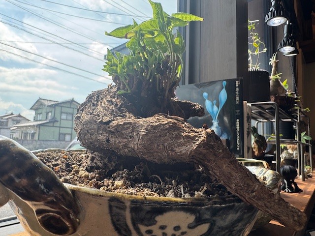 おしゃべりランチ