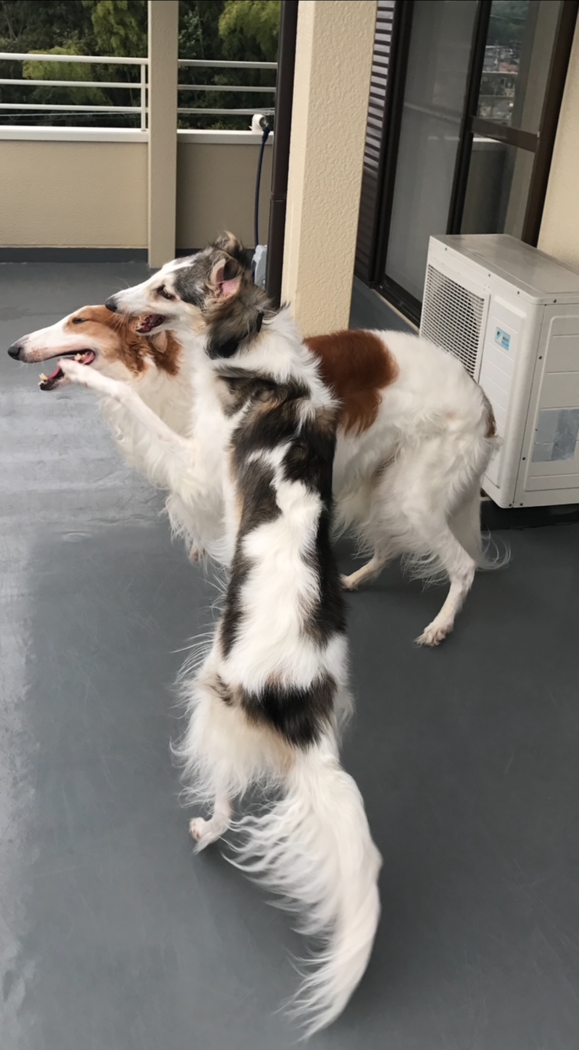 いつでものんびり